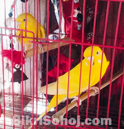 Lutino Red Eye প্রিমিয়াম কোয়ালিটি
